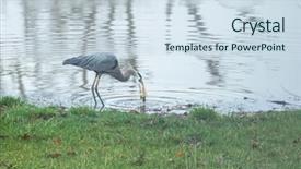  Presentation with pond - Audience pleasing presentation theme consisting of blue heron fishing on pond backdrop and a sky blue colored foreground
