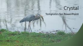  Presentation with hunting - Presentation featuring blue heron fishing on pond background and a light blue colored foreground