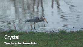  Presentation with hunting - Cool new slide deck with blue heron fishing on pond backdrop and a tawny brown colored foreground
