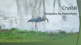  Presentation with ilegal fishing - PPT theme enhanced with blue heron fishing on pond background and a lemonade colored foreground
