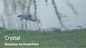  Presentation with royal blue education - Amazing slide set having blue heron fishing on pond backdrop and a  colored foreground