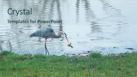  Presentation with up of a blue marble - Presentation design consisting of blue heron fishing on pond background and a  colored foreground