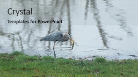  Presentation with pond - Beautiful PPT theme featuring blue heron fishing on pond backdrop and a  colored foreground