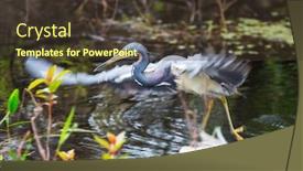  Presentation with florida - PPT theme consisting of blue-heron-in-everglades-np background and a tawny brown colored foreground