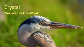  Presentation with florida - Slide deck consisting of blue-heron-in-everglades-np background and a tawny brown colored foreground