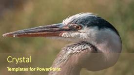  Presentation with birds - Theme with blue-heron-in-everglades-np background and a coral colored foreground