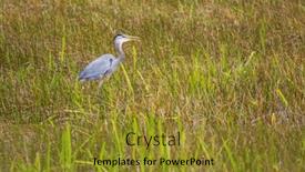  Presentation with birds - Slides consisting of blue-heron-in-everglades-np background and a gold colored foreground