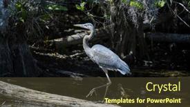  Presentation with nature animals birds - Presentation design featuring blue-heron-in-everglades-np background and a tawny brown colored foreground