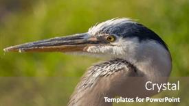  Presentation with florida - Slide deck with blue-heron-in-everglades-np and a violet colored foreground
