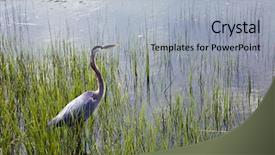  Presentation with head - PPT theme consisting of blue heron in hilton head background and a light gray colored foreground