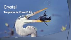  Presentation with catfish - Slides with blue heron with sailfin catfish background and a teal colored foreground