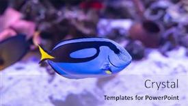  Presentation with fish ocean - Slide set enhanced with blue-hippo-tang-fish-swimming background and a light blue colored foreground