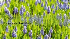  Presentation with grape - Presentation with blue-hyacinth-grape-flowers background and a gold colored foreground