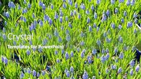  Presentation with grape - Cool new slides with blue-hyacinth-grape-flowers backdrop and a tawny brown colored foreground