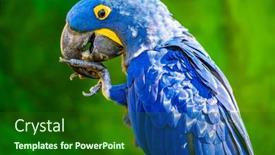  Presentation with blue green - Presentation theme having blue-hyacinth-macaw-in-front background and a forest green colored foreground
