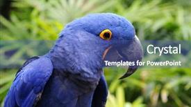  Presentation with parrot - Cool new presentation theme with anodorhynchus - blue hyacinth macaw parrot backdrop and a ocean colored foreground