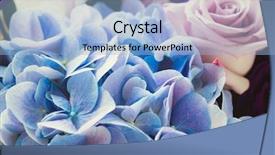  Presentation with purple rose - Presentation theme with blue hydrangea and purple rose background and a light blue colored foreground