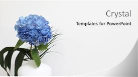  Presentation with minimalist - PPT theme featuring blue-hydrangea-flower-in-white background and a white colored foreground