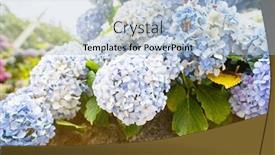  Presentation with blue flower - Slides having blue-hydrangea-flower background and a light blue colored foreground