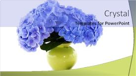  Presentation with white hydrangea - Beautiful presentation featuring blue hydrangea flowers in green vase isolated over white backdrop and a light blue colored foreground