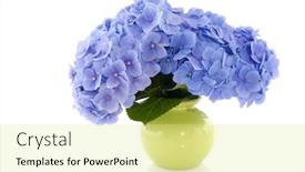  Presentation with white hydrangea - Presentation theme featuring blue hydrangea flowers in green vase isolated over white background and a blonde colored foreground