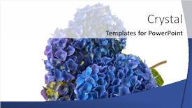  Presentation with white hydrangea - PPT theme featuring blue hydrangea flowers over white background background and a white colored foreground