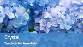  Presentation with blue flower - PPT theme featuring blue hydrangea hydrangea macrophylla background and a teal colored foreground