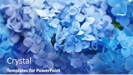  Presentation with hydrangea - Presentation design featuring blue-hydrangea-hydrangea-macrophylla background and a teal colored foreground