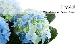  Presentation with hydrangea - PPT theme enhanced with blue hydrangea in corner background and a white colored foreground