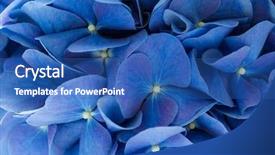  Presentation with hydrangea - Colorful presentation design enhanced with blue hydrangea macrophylla flower backdrop and a ocean colored foreground