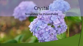  Presentation with hydrangea - Cool new theme with blue hydrangea backdrop and a light blue colored foreground