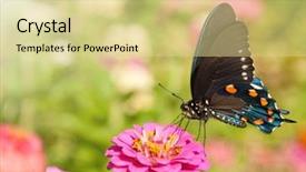  Presentation with pink and blue - Amazing PPT theme having blue iridescent pipevine swallowtail battus backdrop and a blonde colored foreground