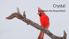  Presentation with cardinal - Beautiful PPT theme featuring blue jay - male northern cardinal perched backdrop and a sky blue colored foreground