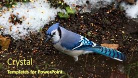  Presentation with blue food - Audience pleasing theme consisting of blue-jay-bird-on-ground backdrop and a wine colored foreground