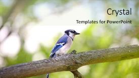  Presentation with bird - Colorful PPT theme enhanced with blue jay bird backdrop and a soft green colored foreground