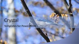  Presentation with autumn blue - Theme having blue jay bird background and a light blue colored foreground