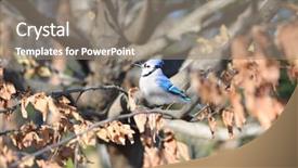  Presentation with autumn blue - Theme enhanced with blue jay bird background and a gray colored foreground