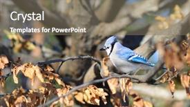  Presentation with winter blue - Cool new presentation theme with blue jay in winter backdrop and a gray colored foreground