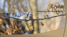  Presentation with winter blue - PPT theme enhanced with blue jay in winter background and a coral colored foreground