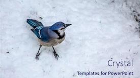  Presentation with winter blue - Slide deck consisting of blue-jay-standing-on-snow background and a sky blue colored foreground