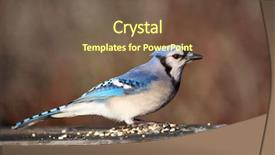  Presentation with bird - Cool new slide set with blue jay with the bird backdrop and a tawny brown colored foreground
