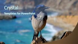  Presentation with blue - Beautiful PPT theme featuring blue jay backdrop and a ocean colored foreground