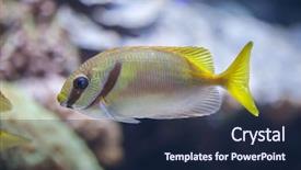  Presentation with keel billed toucan also known - PPT theme consisting of blue line - scribbled rabbitfish siganus doliatus also background and a navy blue colored foreground