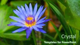  Presentation with lotus flower - 