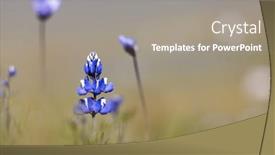  Presentation with wildflower field - Slides consisting of blue-lupine-flower-in-wildflower background and a  colored foreground