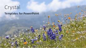  Presentation with wildflower meadow - PPT theme featuring blue-lupine-flowers-in-wildflower background and a light blue colored foreground
