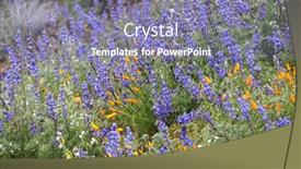  Presentation with wildflower meadow - Presentation theme having blue-lupine-flowers-in-wildflower background and a gray colored foreground