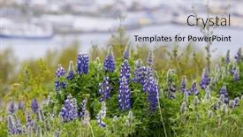  Presentation with wildflower meadow - PPT theme featuring blue-lupine-flowers-in-wildflower background and a light gray colored foreground