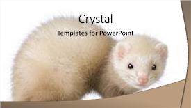  Presentation with blue - Beautiful PPT layouts featuring blue male ferret kit 10 weeks in front of a white background backdrop and a white colored foreground