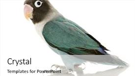  Presentation with five sided blue to white - Amazing PPT layouts having blue masked -agapornis personata lovebird backdrop and a white colored foreground